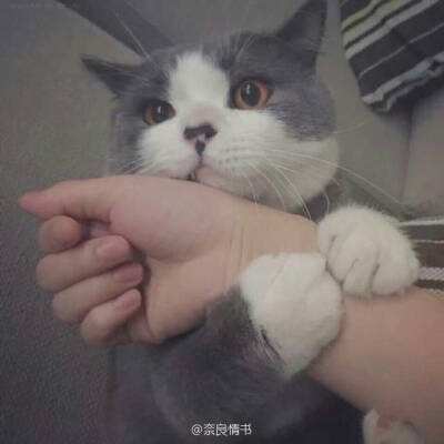 方块堡垒越南服游戏(bm playground)下载